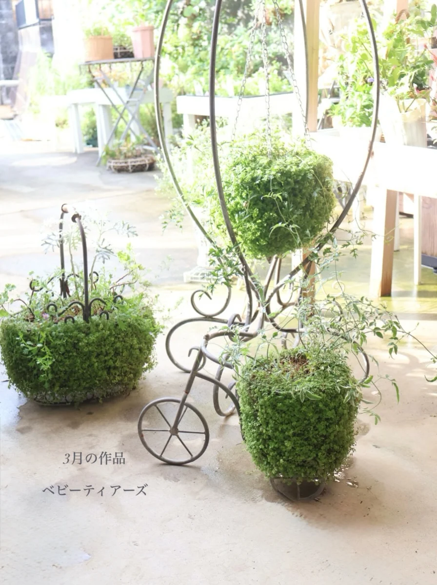 3月に作ったベビーティアーズが育つ、緑の豊かな寄せ植え